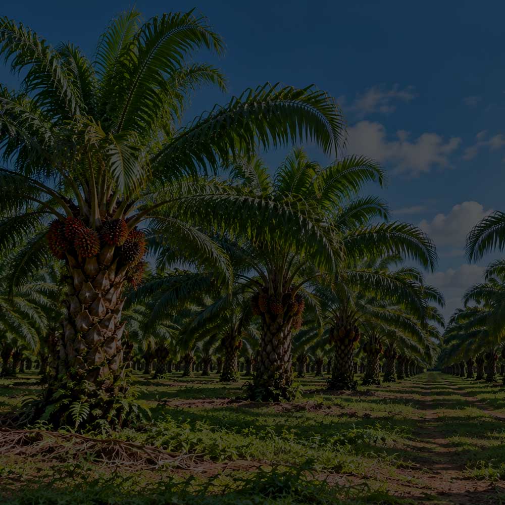Desa Edible Oil Enterprises
